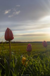 IMG_2235