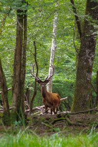 IMG_6722-Avec accentuation-Bruit