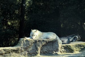 loup